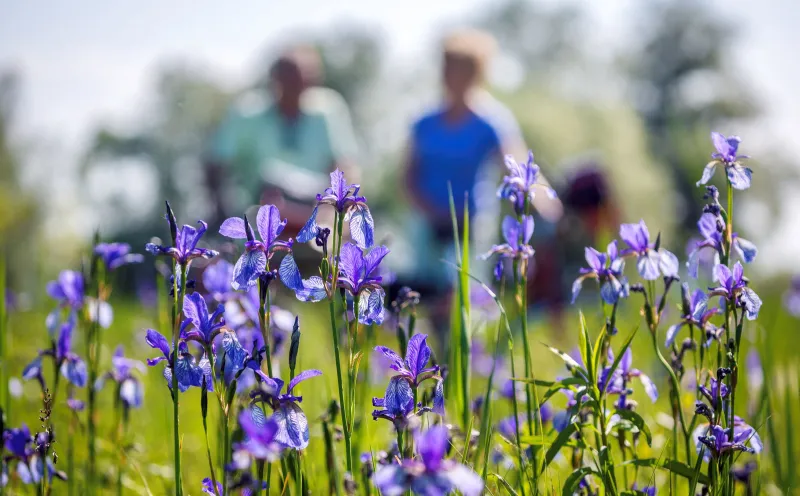 Flower meadow, Lake Constance