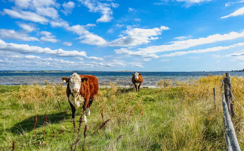 Island, cow