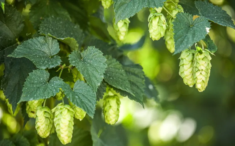 Hop fields Danube