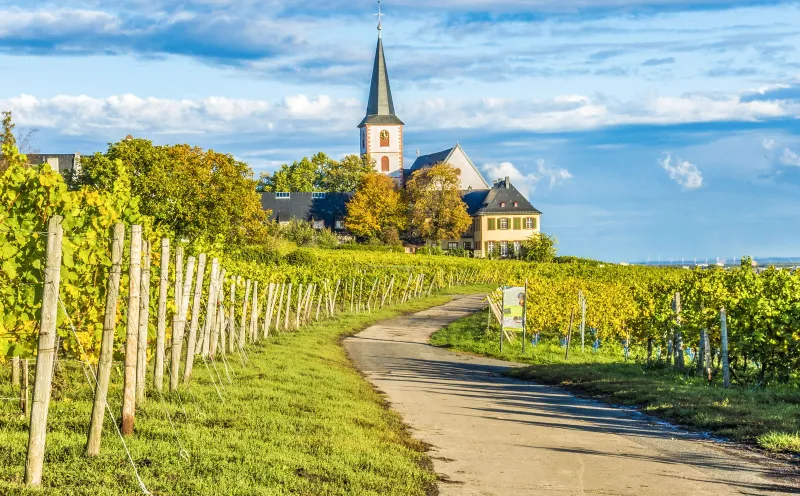 Church of St. Peter and Paul, Hochheim, vineyards