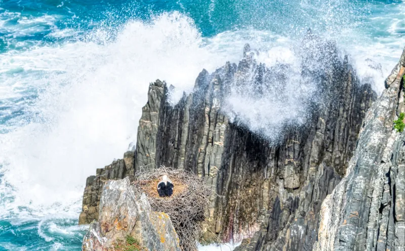 Cliff storks at Cabo Sardão