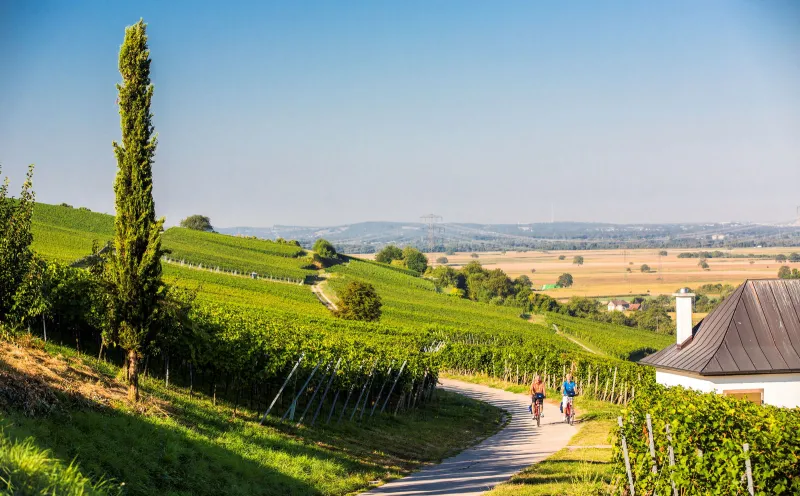 Vineyards Müllheim