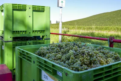 Grape Harvest