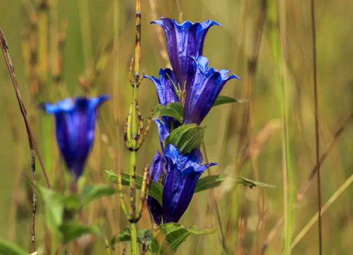 Gentian