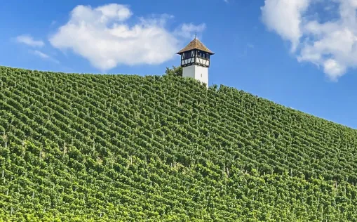 Weinberg am Bodensee