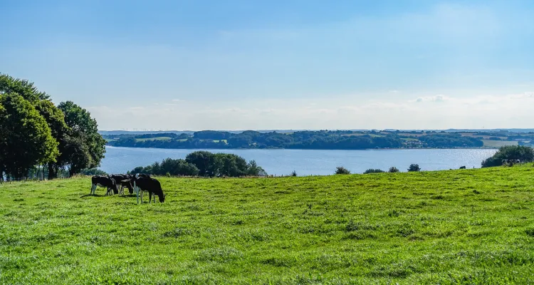 Denmark, landscape, cows, sea