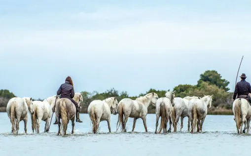 Cycling Tour Provence & Camargue